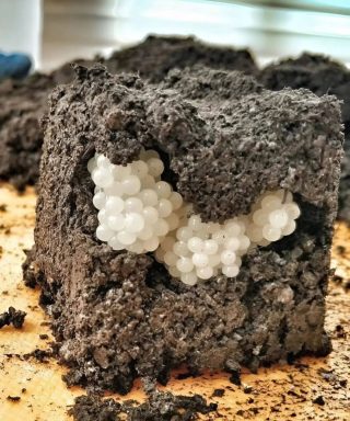 Ich fand etwas Seltsames im Garten – weiße, runde Kugeln: Ich war entsetzt, als ich erkannte, was es war.