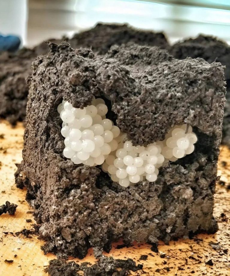 Ich fand etwas Seltsames im Garten – weiße, runde Kugeln: Ich war entsetzt, als ich erkannte, was es war.