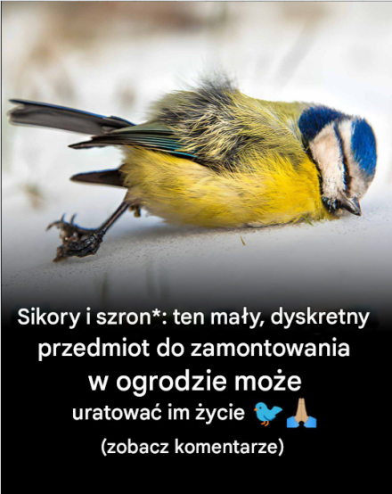 Sikory i szron: ten mały, dyskretny przedmiot do umieszczenia w ogrodzie może uratować im życie
