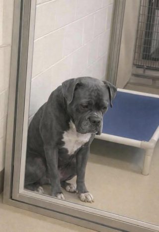 Wczoraj pojechaliśmy do schroniska, aby poznać chłopca rasy husky