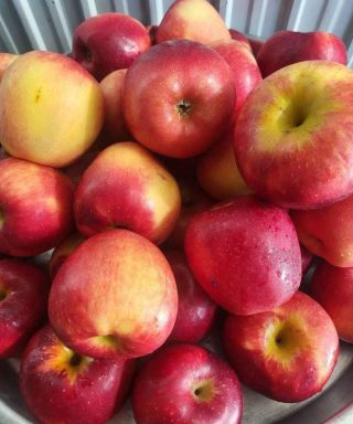 Jedzenie jednego jabłka każdego wieczoru może przynieść zaskakujące korzyści zdrowotne