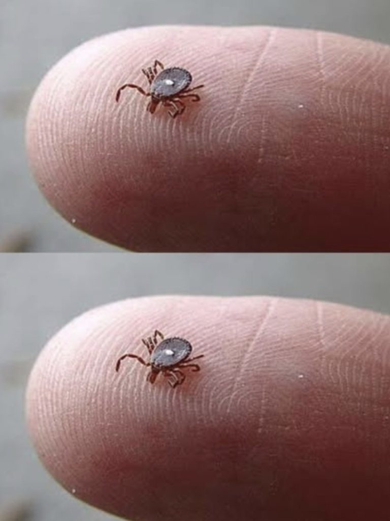 Czy ktoś wie, co to jest? Znalazłem to pełzające po nodze mojego syna po spacerze w lesie. Wyglądało jak kleszcz… ale ta dziwna biała plamka mnie wystraszyła. Trochę się boję. Czy ktoś kiedyś widział coś takiego?